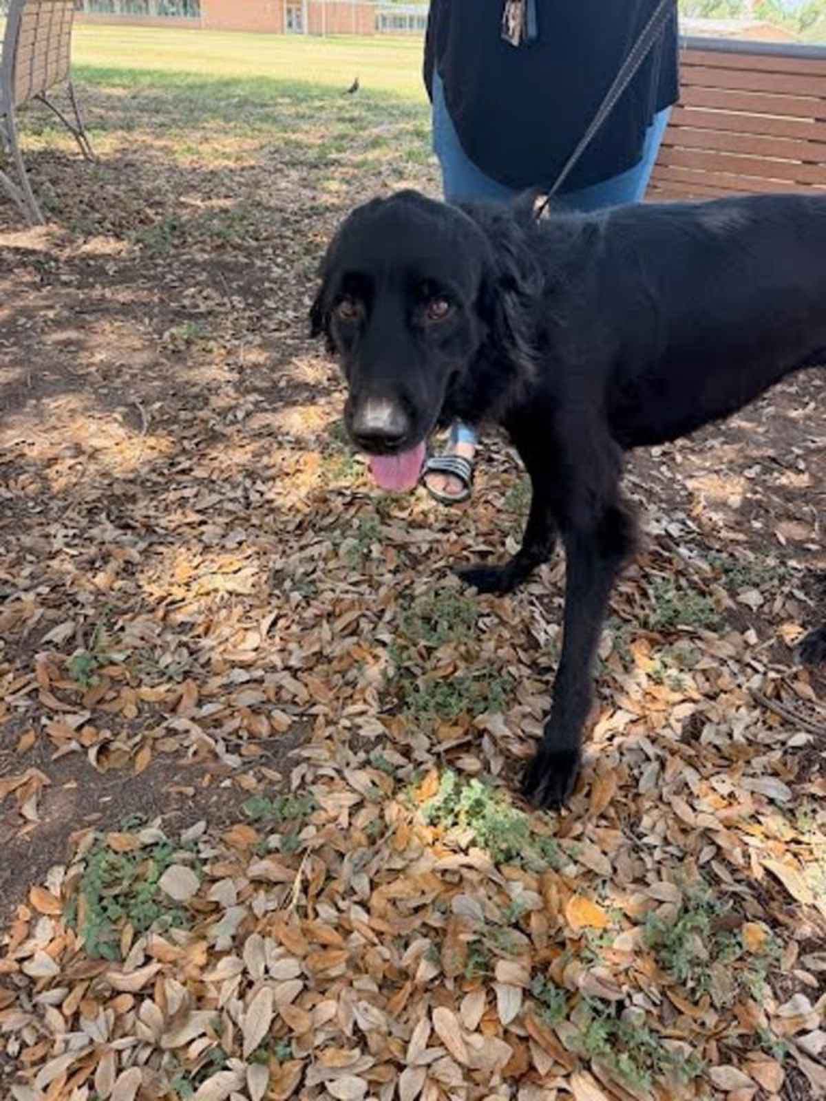 PALOMINO - Flat-Coated Retriever available for adoption