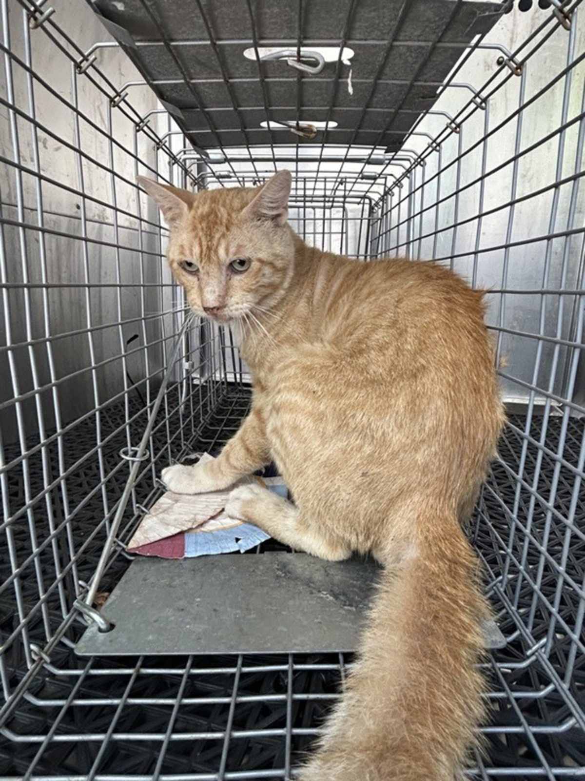 FERGUSON - Domestic Shorthair available for adoption