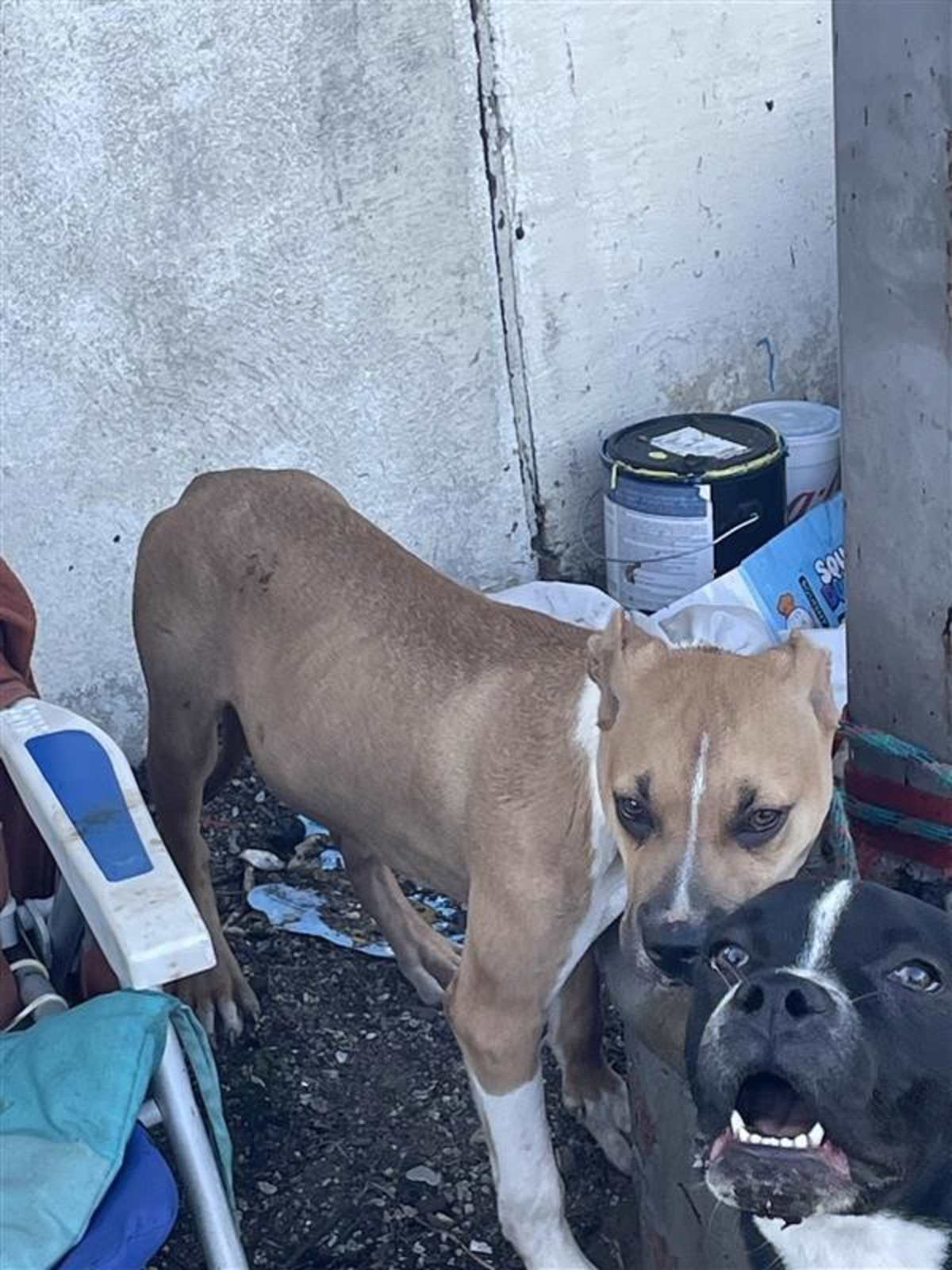 JERRY - American Pit Bull Terrier available for adoption