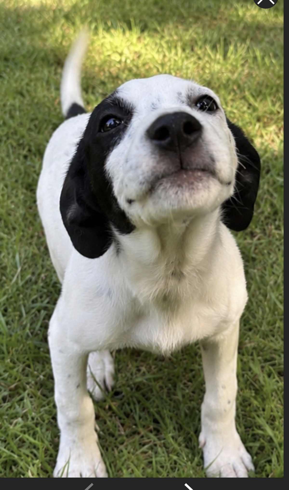 SHOW BOAT ~ MEET ME! - Beagle / American Staffordshire Terrier available for adoption
