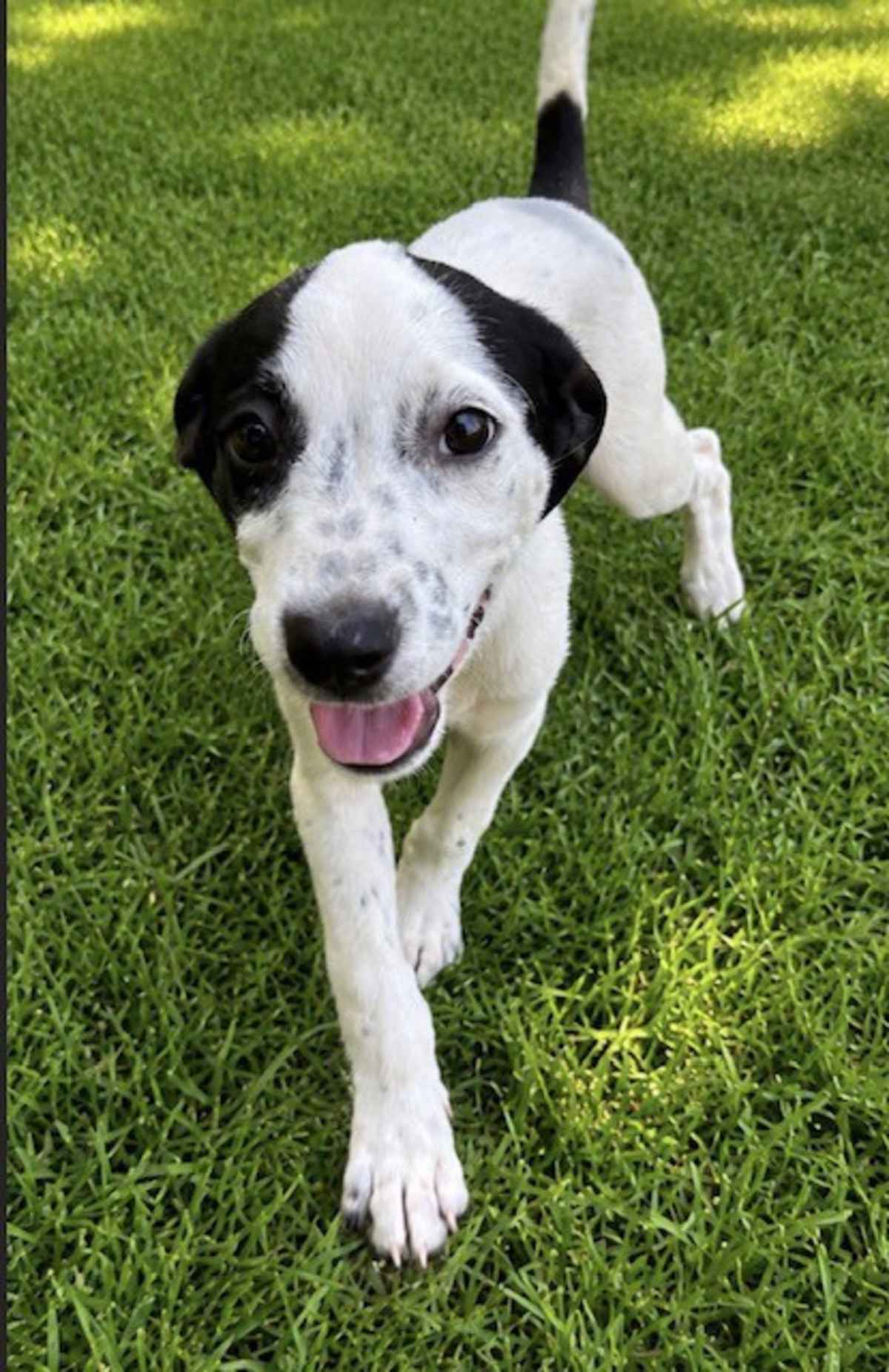 SHOW BOAT ~ MEET ME! - Beagle / American Staffordshire Terrier available for adoption