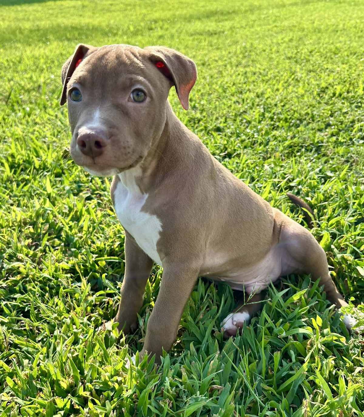 MESA - American Pit Bull Terrier / Boxer available for adoption