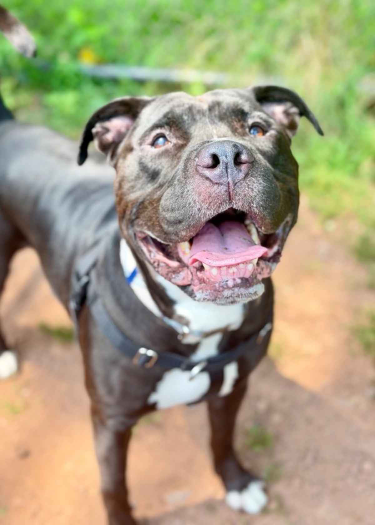 TANK (IN FOSTER) - Pit Bull Terrier available for adoption