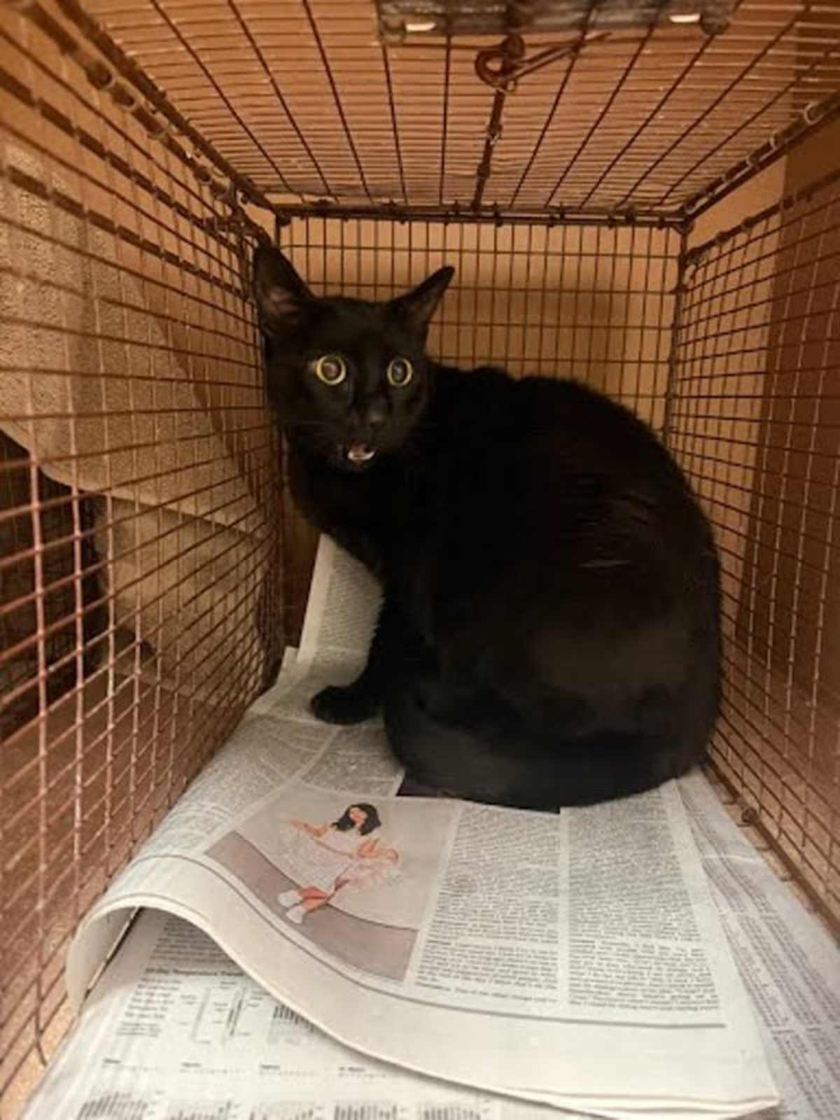 FIONA - Domestic Shorthair available for adoption