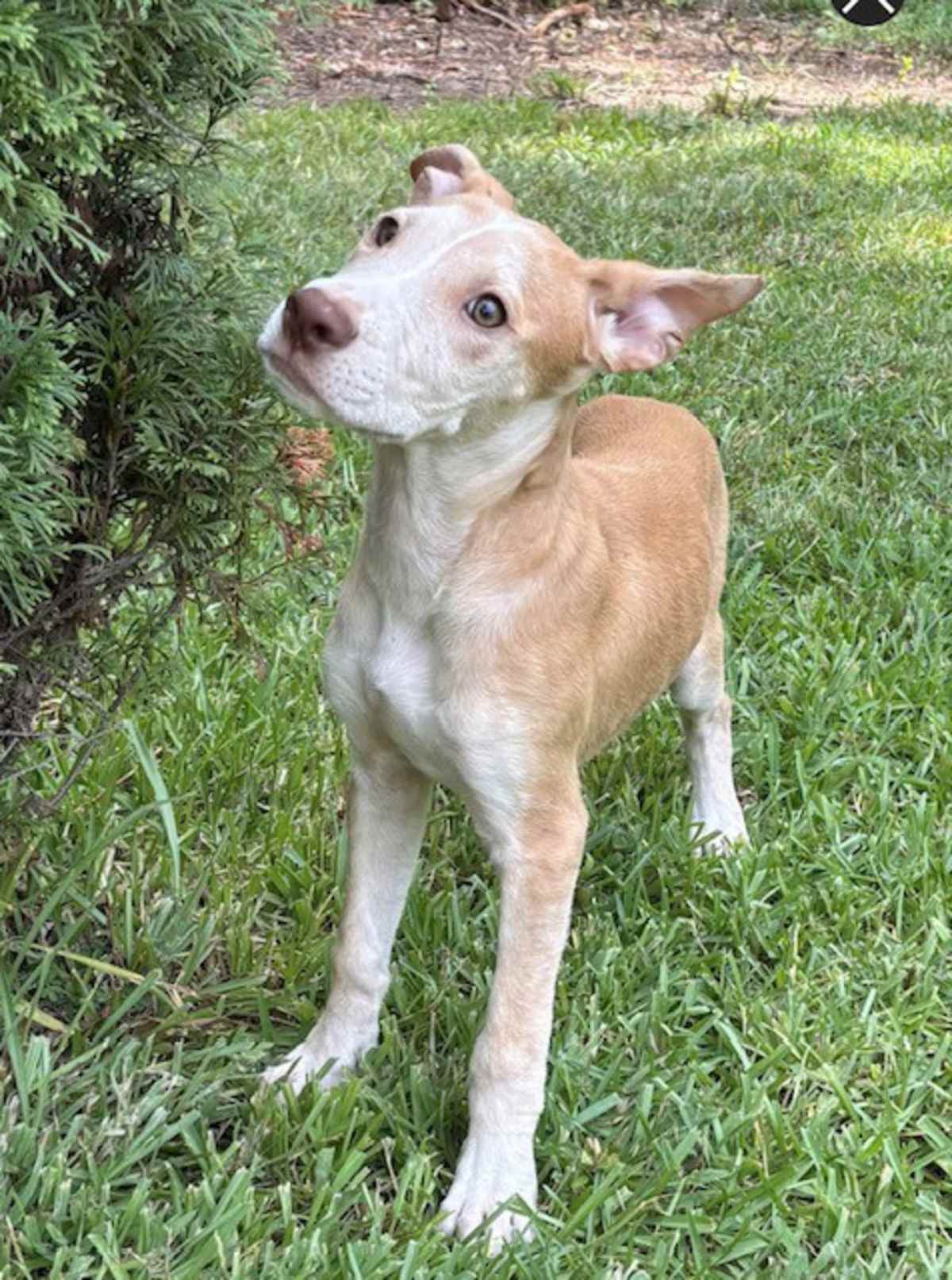 SARAH SWING - Labrador Retriever / American Staffordshire Terrier available for adoption