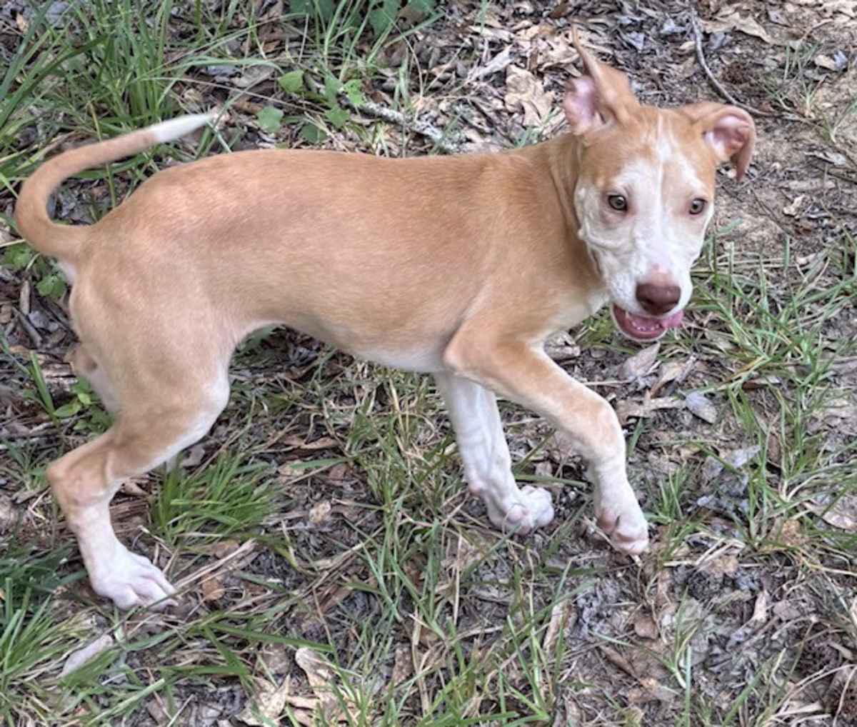 SARAH SWING - Labrador Retriever / American Staffordshire Terrier available for adoption