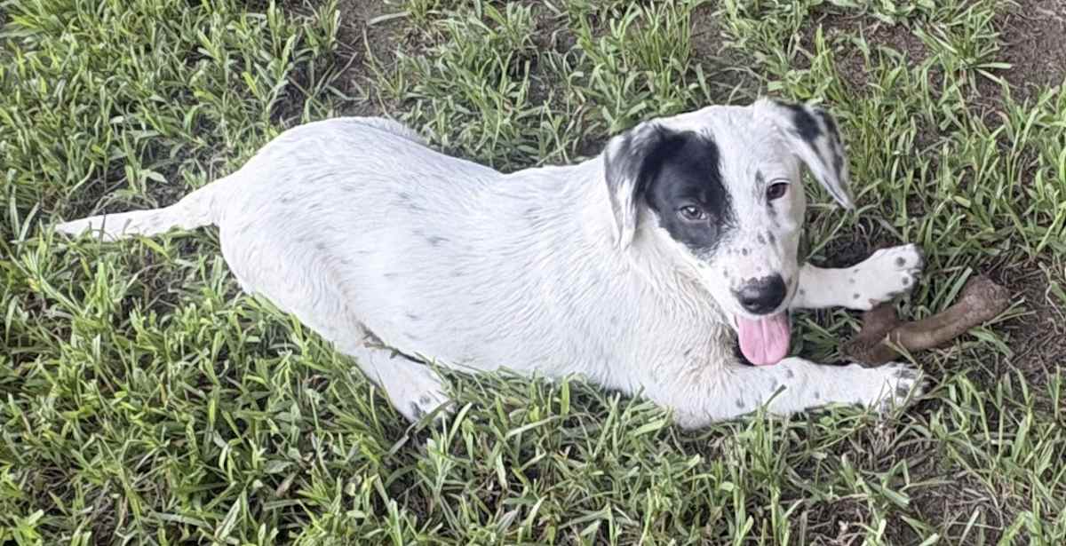 PETUNIA ~ MEET ME! - Beagle / Basset Hound available for adoption