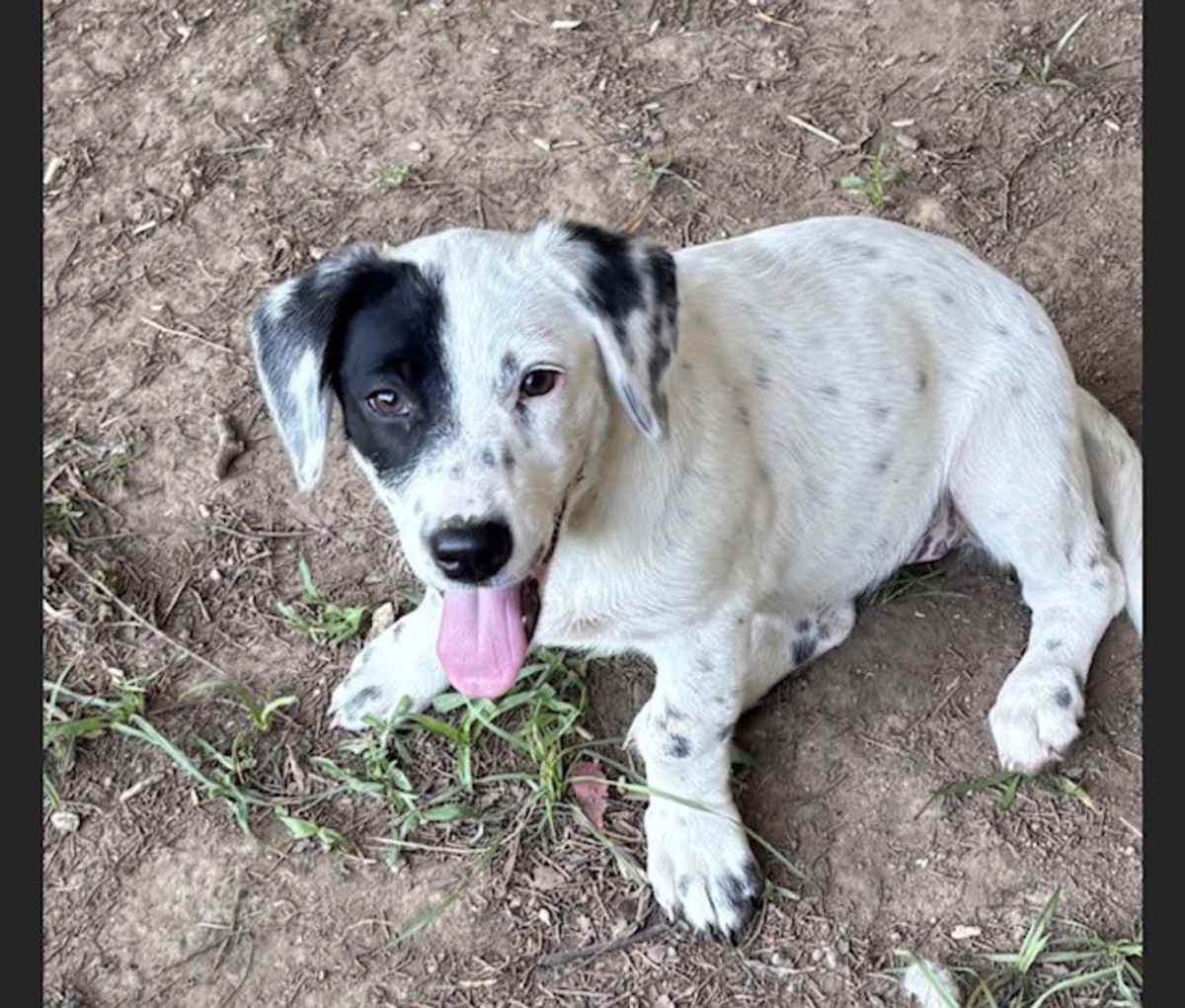 PETUNIA ~ MEET ME! - Beagle / Basset Hound available for adoption