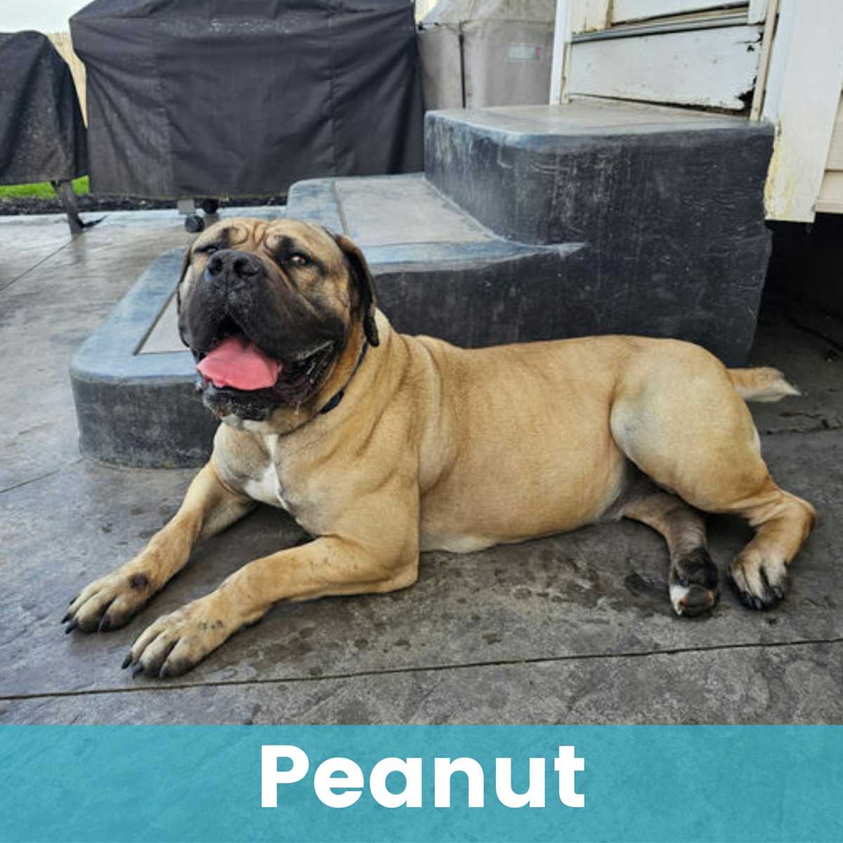PEANUT - Mastiff available for adoption