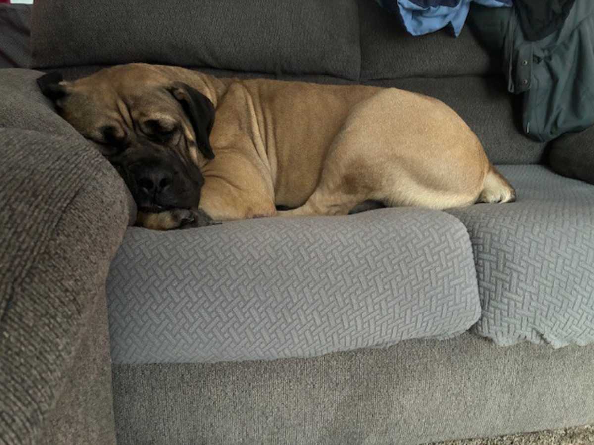 PEANUT - Mastiff available for adoption