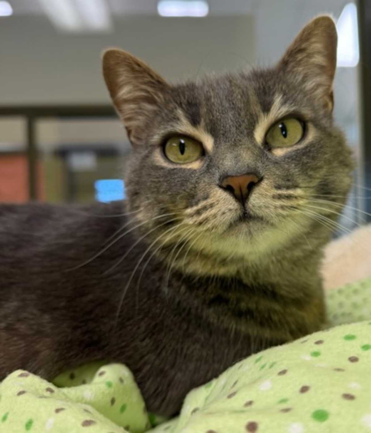 RUBY - Domestic Shorthair available for adoption