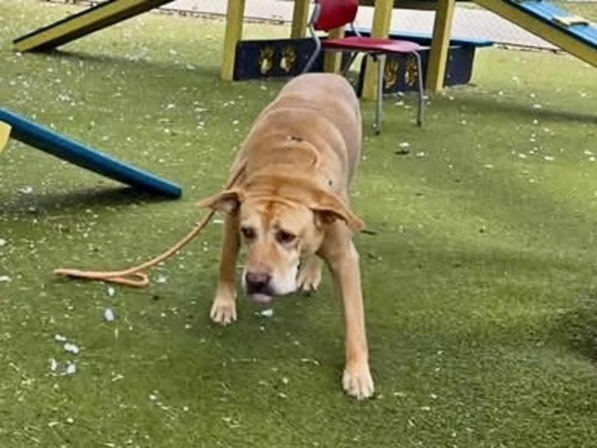 PAPUCHO - Labrador Retriever / Labrador Retriever available for adoption