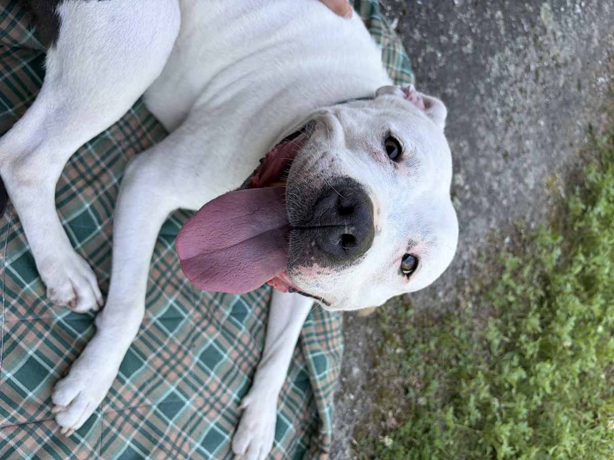 KHALESSI - Staffordshire Bull Terrier available for adoption