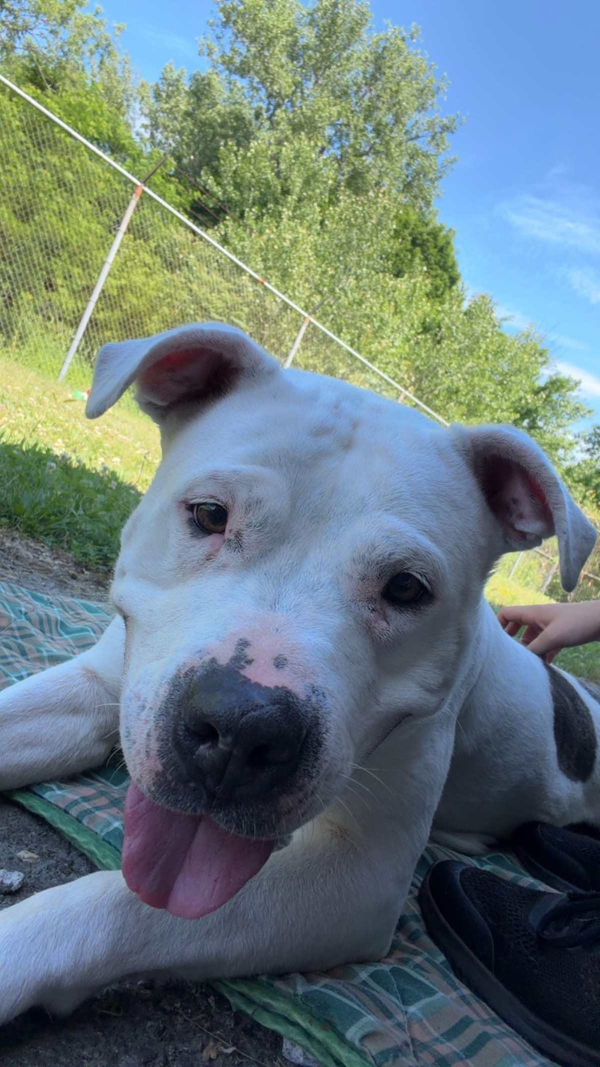 KHALESSI - Staffordshire Bull Terrier available for adoption