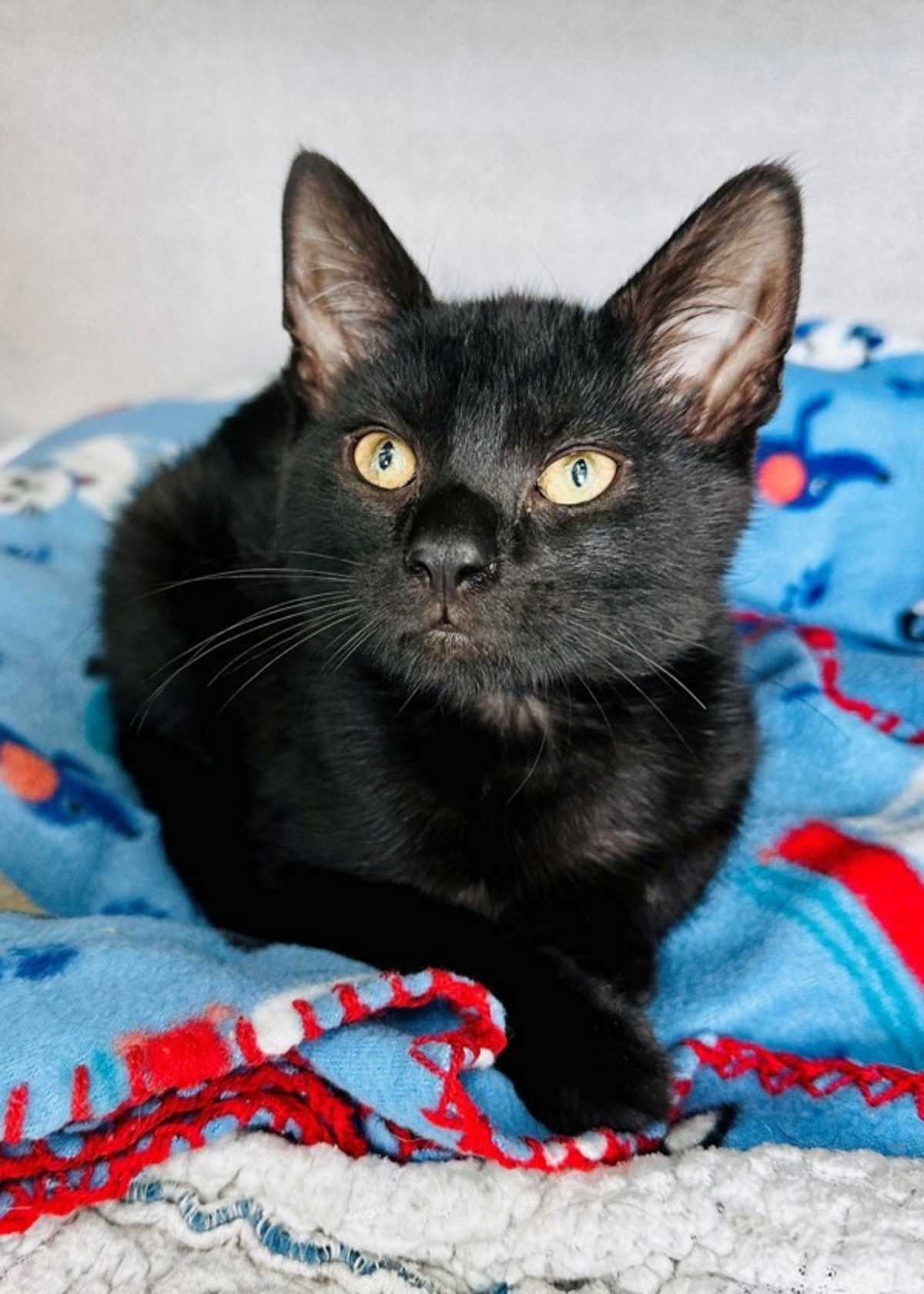 GUS - Domestic Shorthair available for adoption