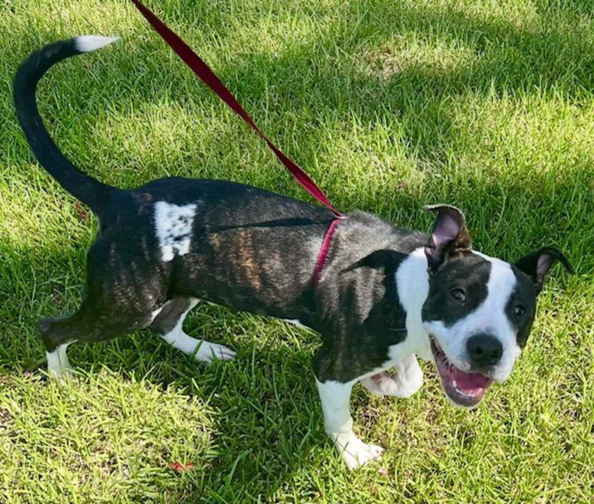 DRE C ~ MEET ME! - American Pit Bull Terrier / Boxer available for adoption