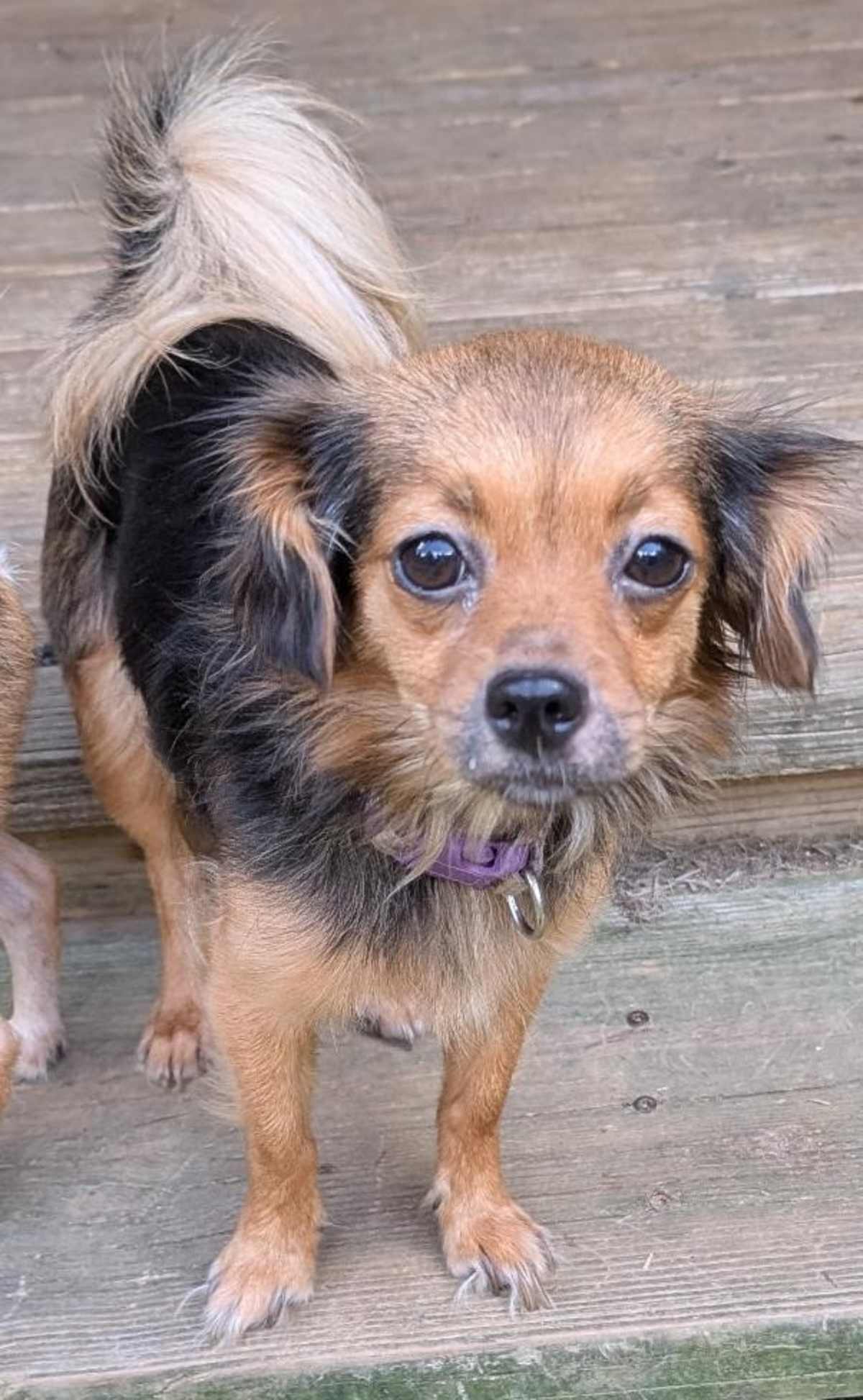 CHAR ~ 9 LBS ~ - Yorkie, Yorkshire Terrier / Chihuahua available for adoption