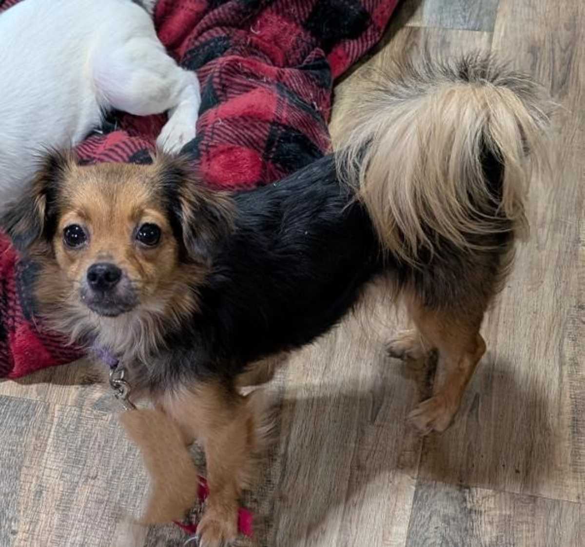 CHAR ~ 9 LBS ~ - Yorkie, Yorkshire Terrier / Chihuahua available for adoption