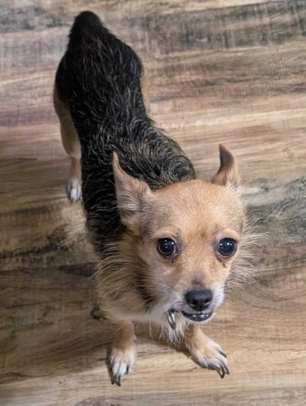 LITTLE MAN ~ 9 LBS ~ - Yorkie, Yorkshire Terrier / Chihuahua available for adoption