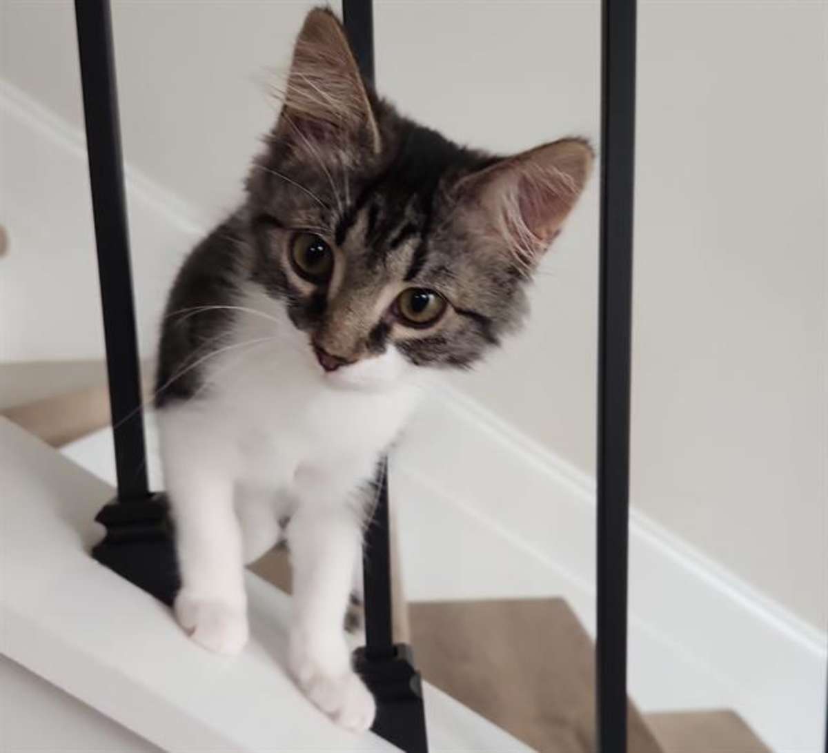 UNNAMED - Domestic Longhair available for adoption