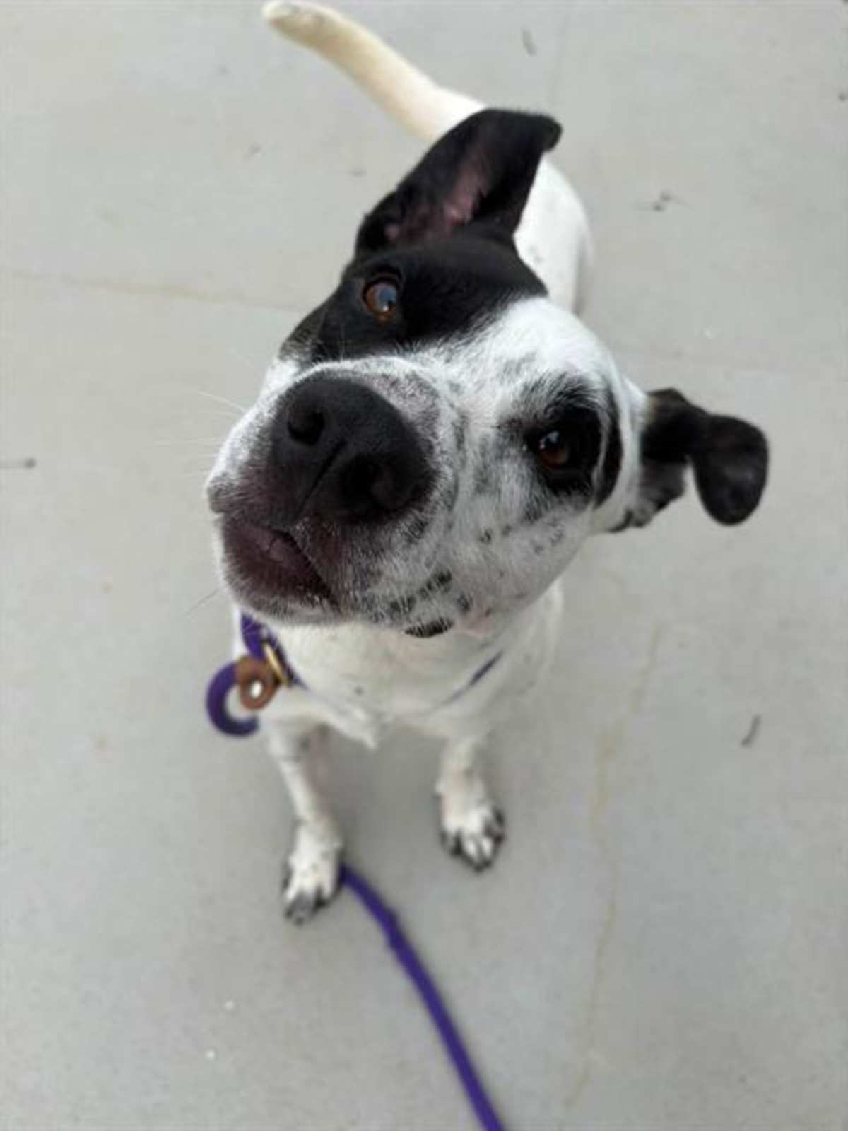 SKIPPER - Mixed Breed (Medium) available for adoption