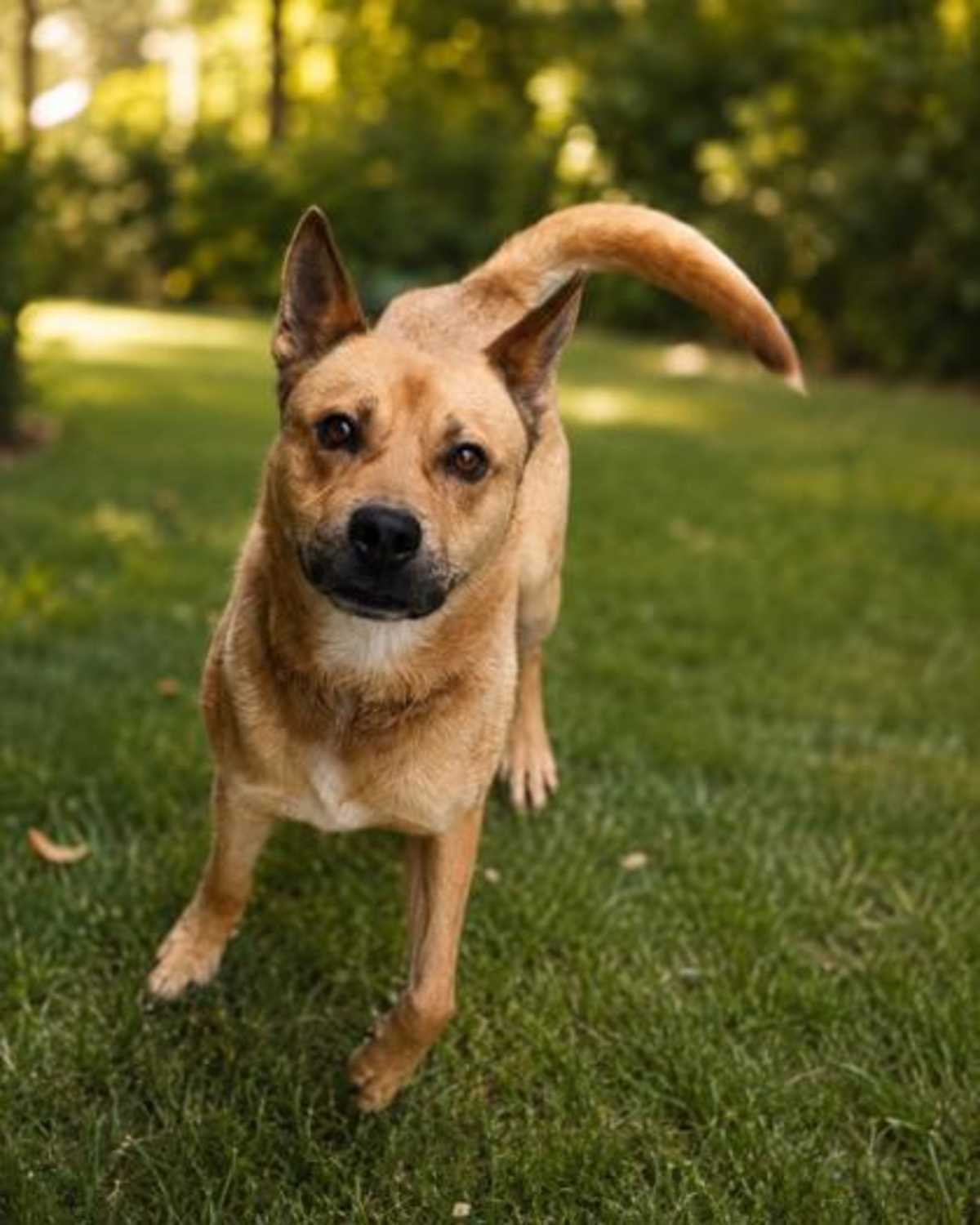 ZIGGY - Mixed Breed (Medium) for adoption in Greensboro