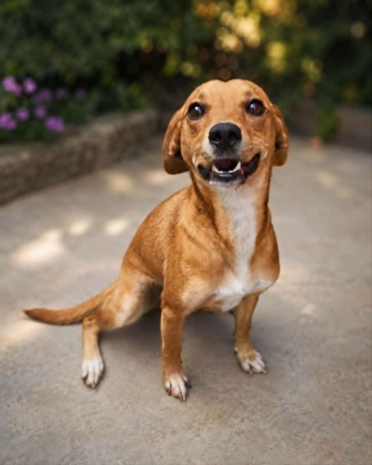 HALSEY - Mixed Breed (Medium) for adoption in Greensboro