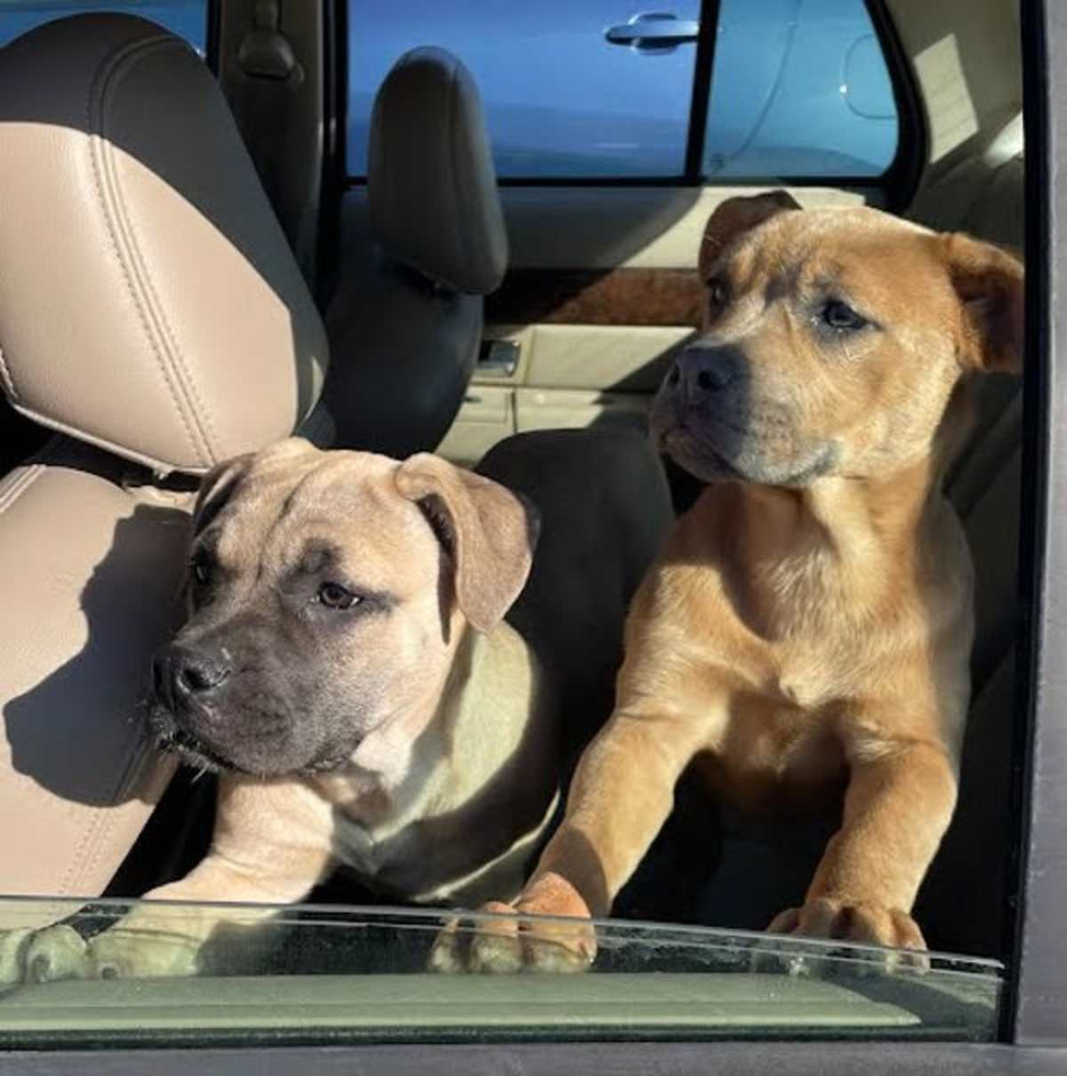 CLEO - Mastiff available for adoption