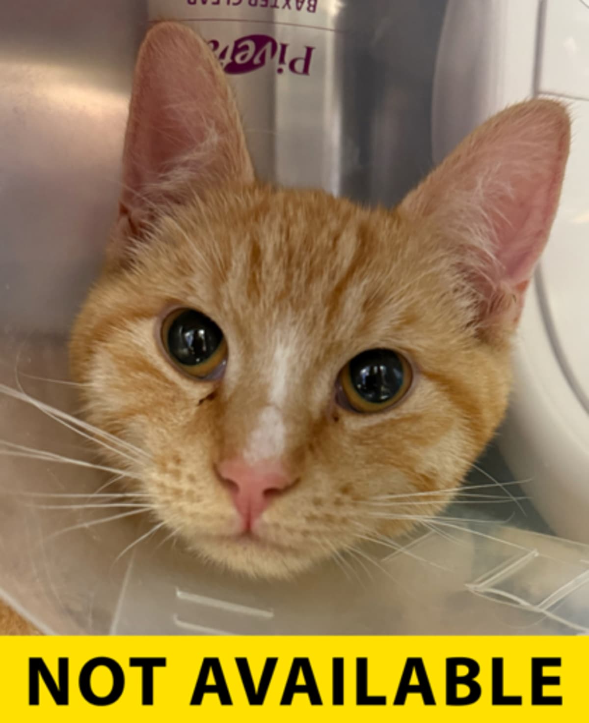 TUCKER - Domestic Shorthair available for adoption
