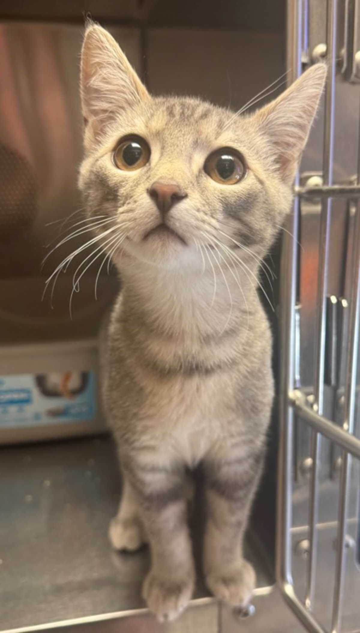 CHOWDER - Domestic Shorthair available for adoption
