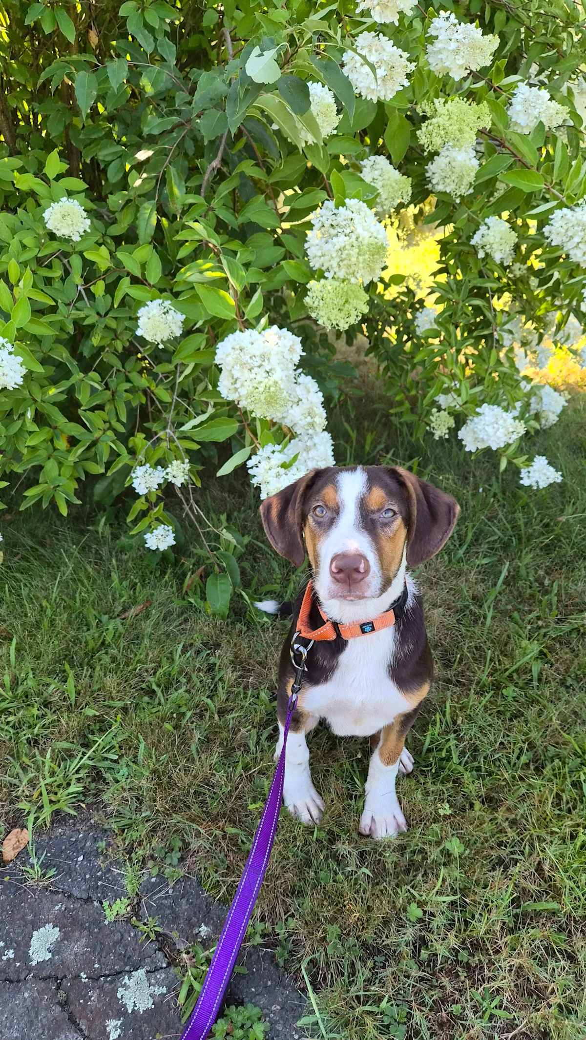 SNOOPY ~ MEET ME! - Beagle / Labrador Retriever available for adoption