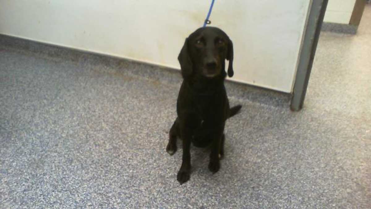 ZEUS - Labrador Retriever available for adoption