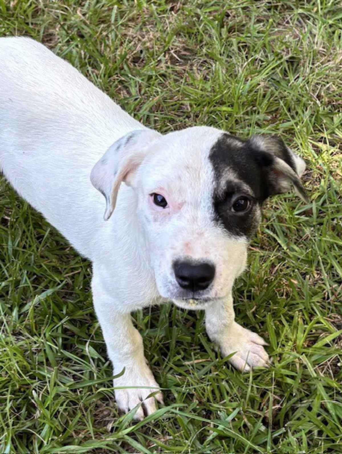 RIVER BOAT ~ MEET ME! - Beagle / American Staffordshire Terrier available for adoption