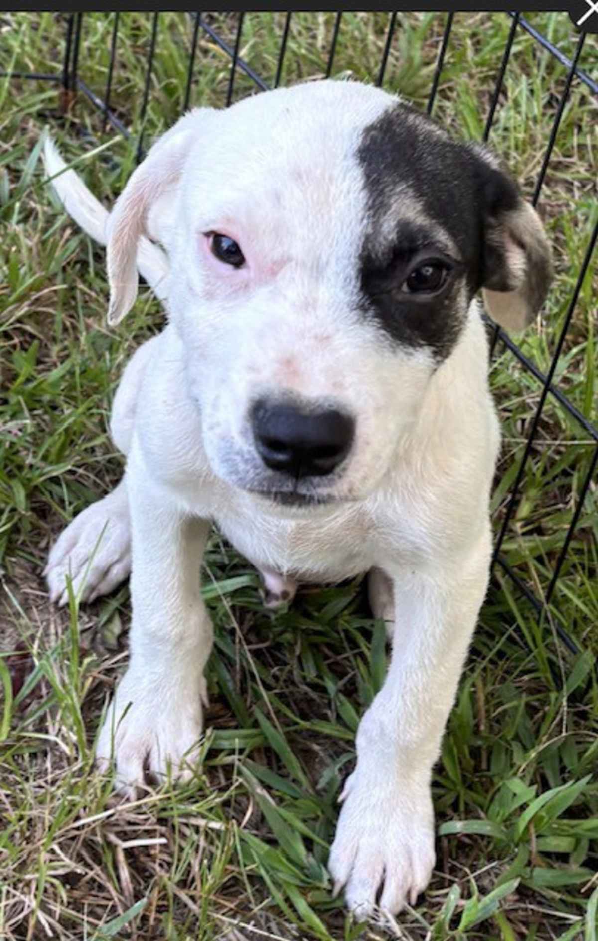 RIVER BOAT ~ MEET ME! - Beagle / American Staffordshire Terrier available for adoption