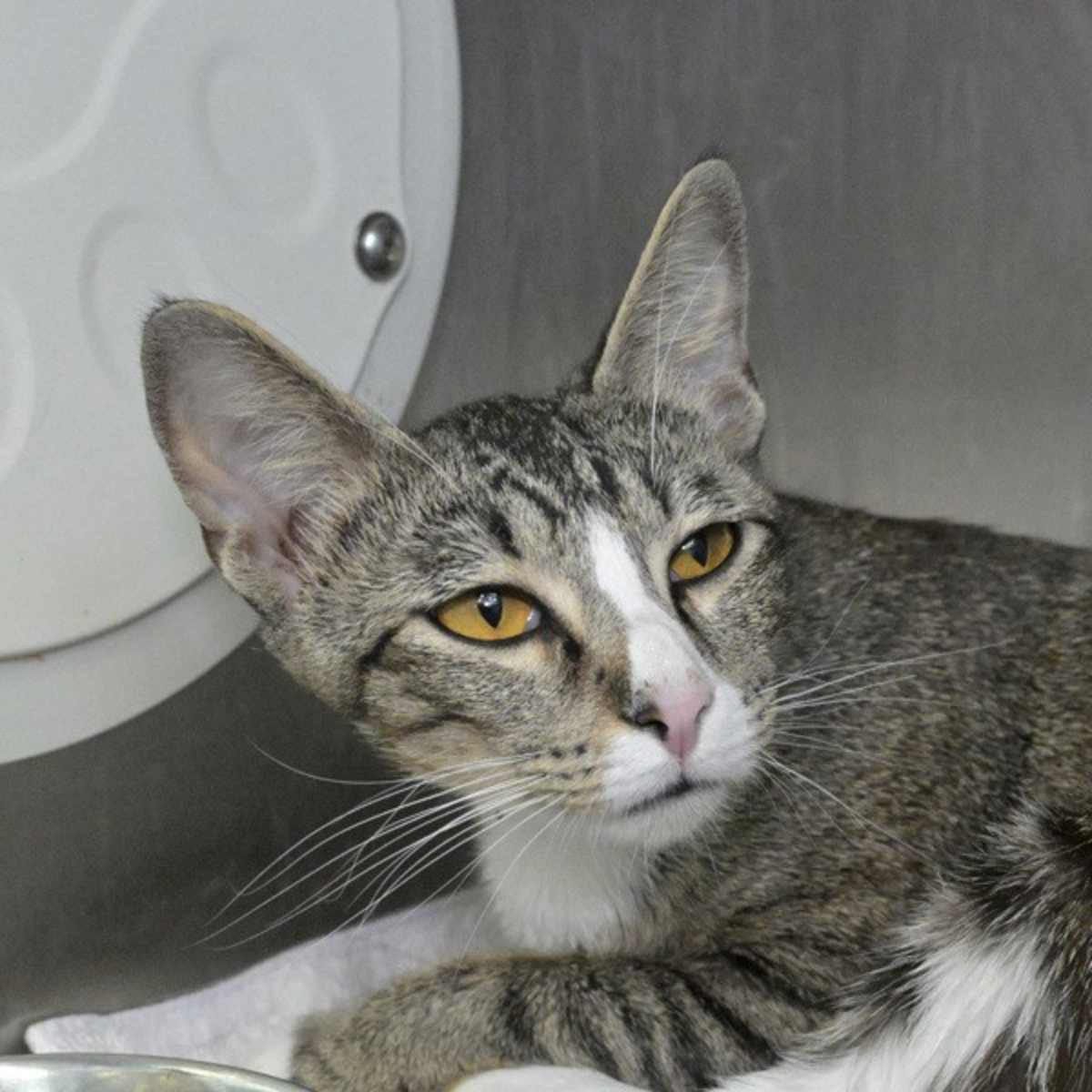 SIGOURNEY (PETCO) - Domestic Shorthair available for adoption