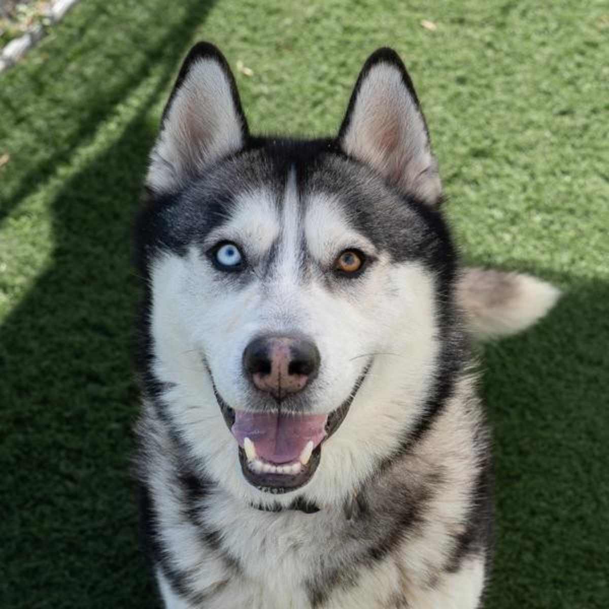 MAX - Siberian Husky available for adoption
