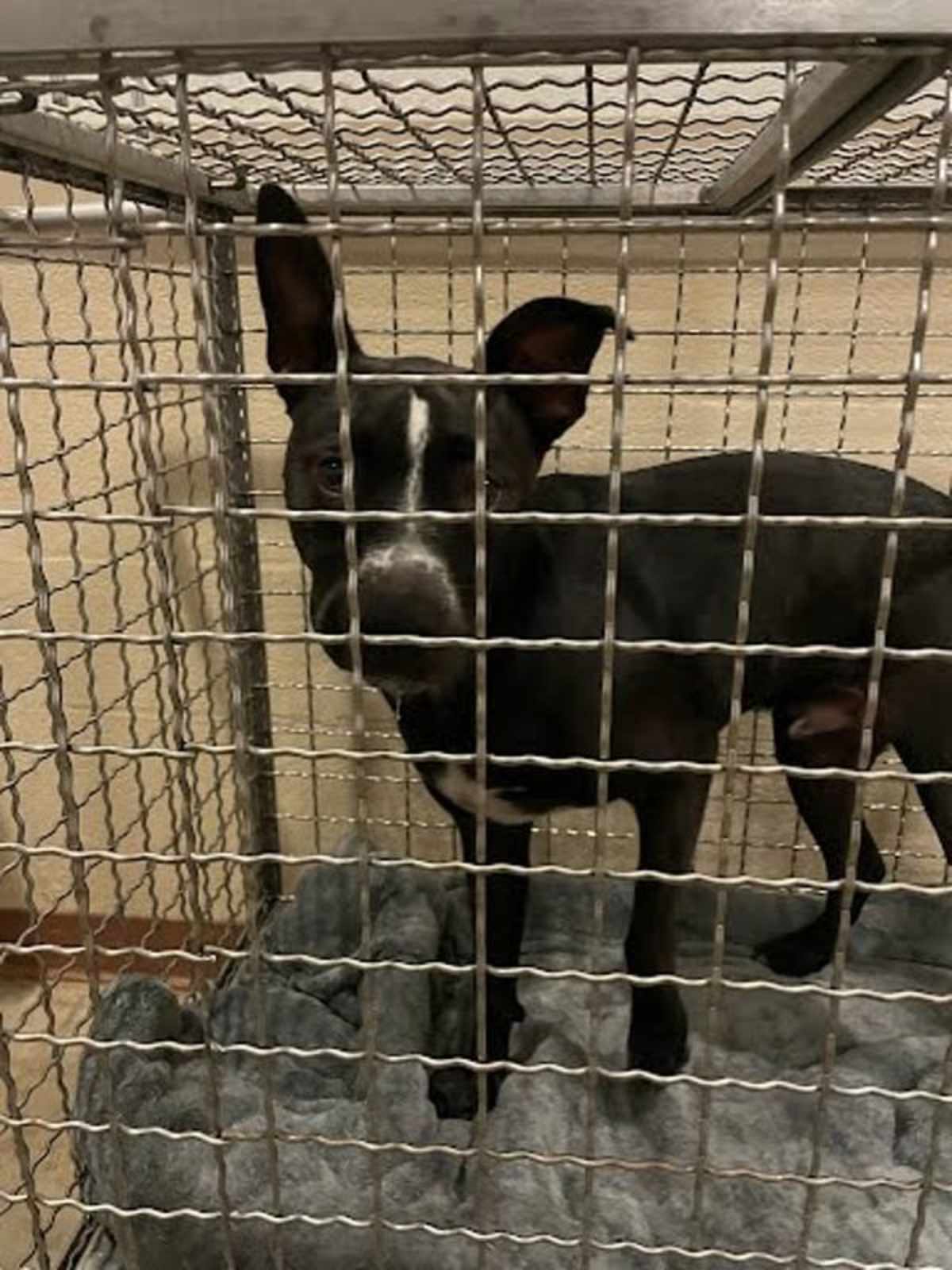 ANDERSON - Australian Cattle Dog / American Pit Bull Terrier available for adoption