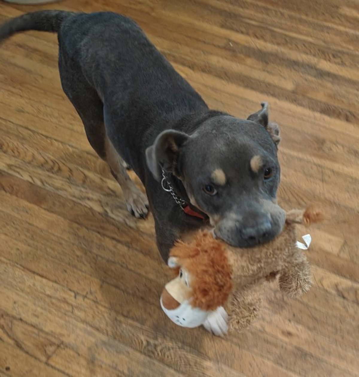 GUSSY - American Pit Bull Terrier / American Bulldog available for adoption