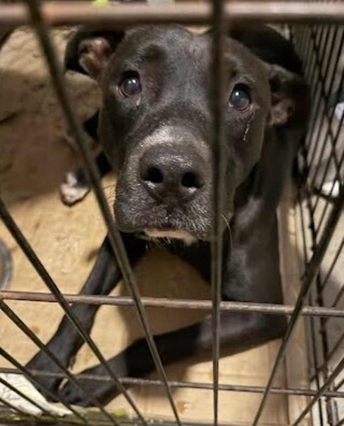 PEPPER JACK - American Staffordshire Terrier available for adoption