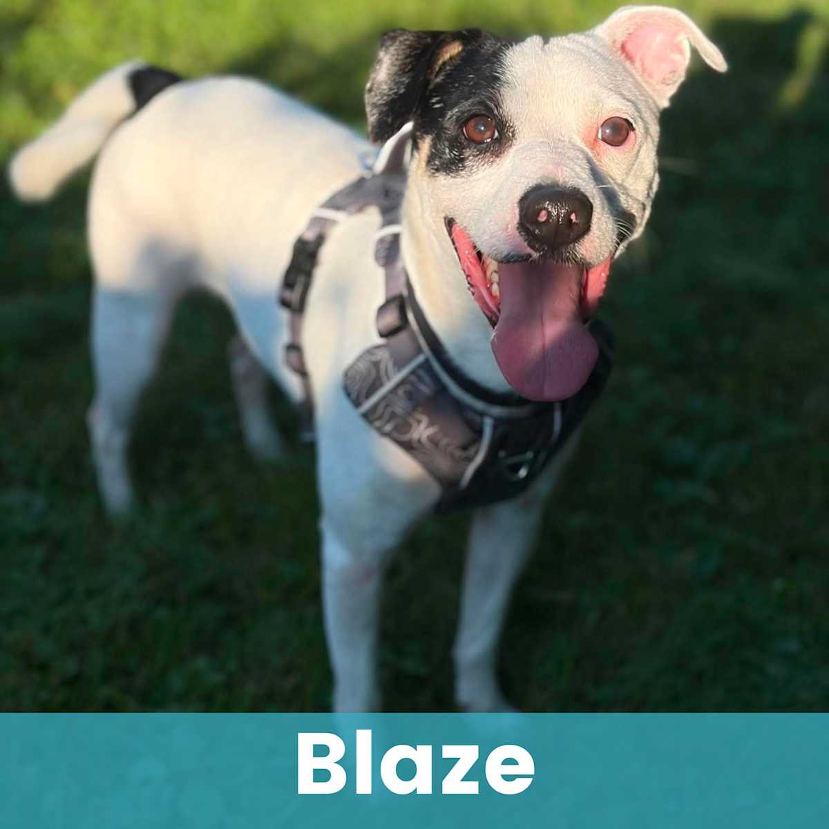BLAZE - Mixed Breed (Small) available for adoption