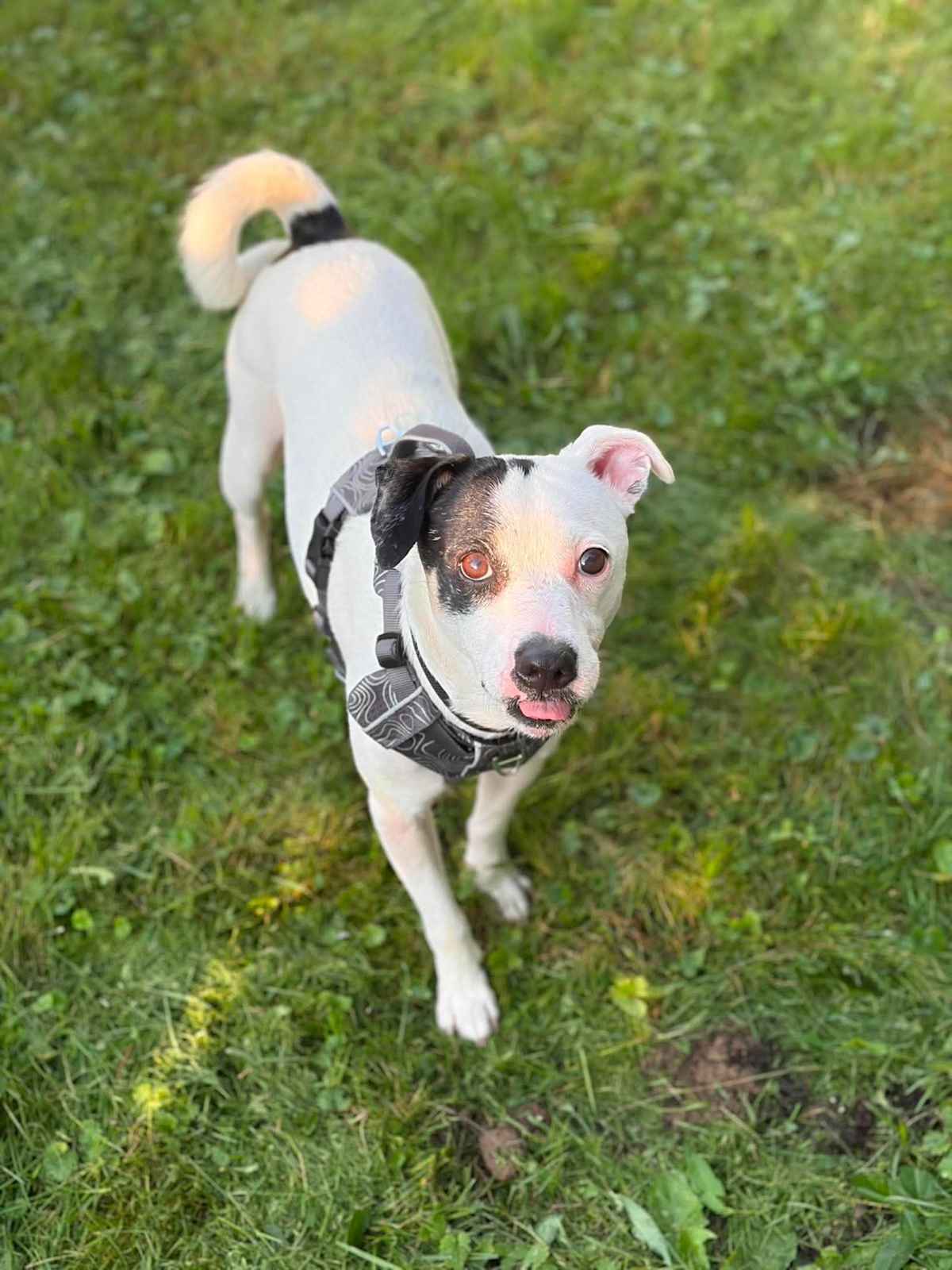 BLAZE - Mixed Breed (Small) available for adoption