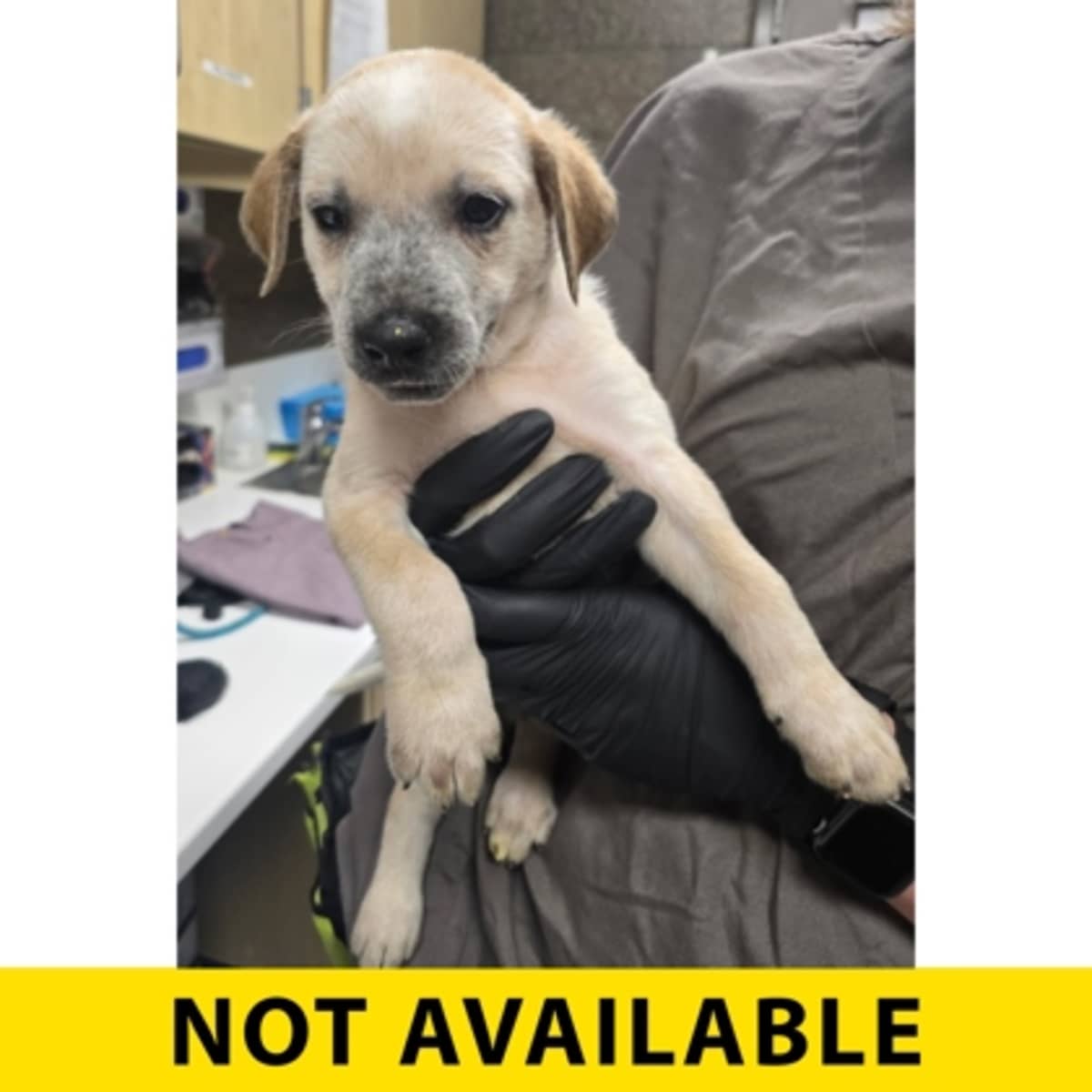 BANG - Australian Cattle Dog available for adoption