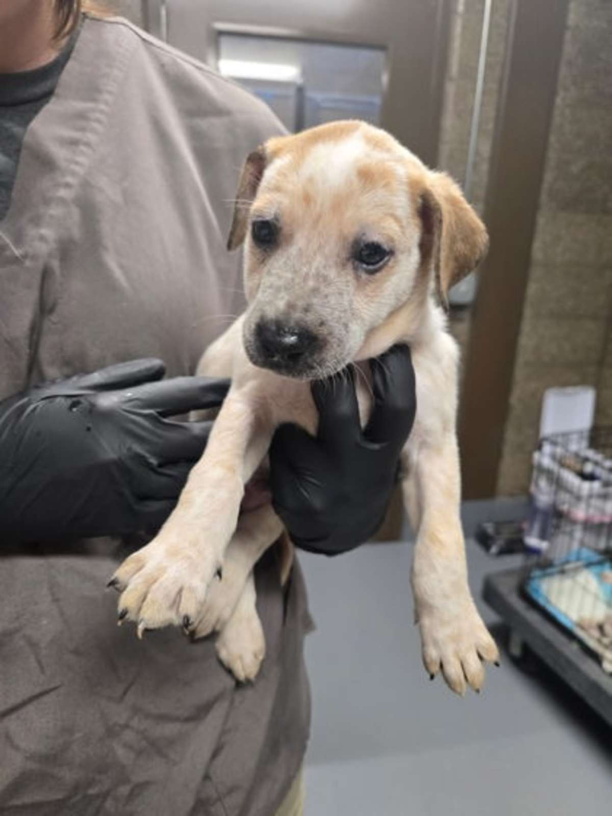 ROCKSTAR - Australian Cattle Dog available for adoption