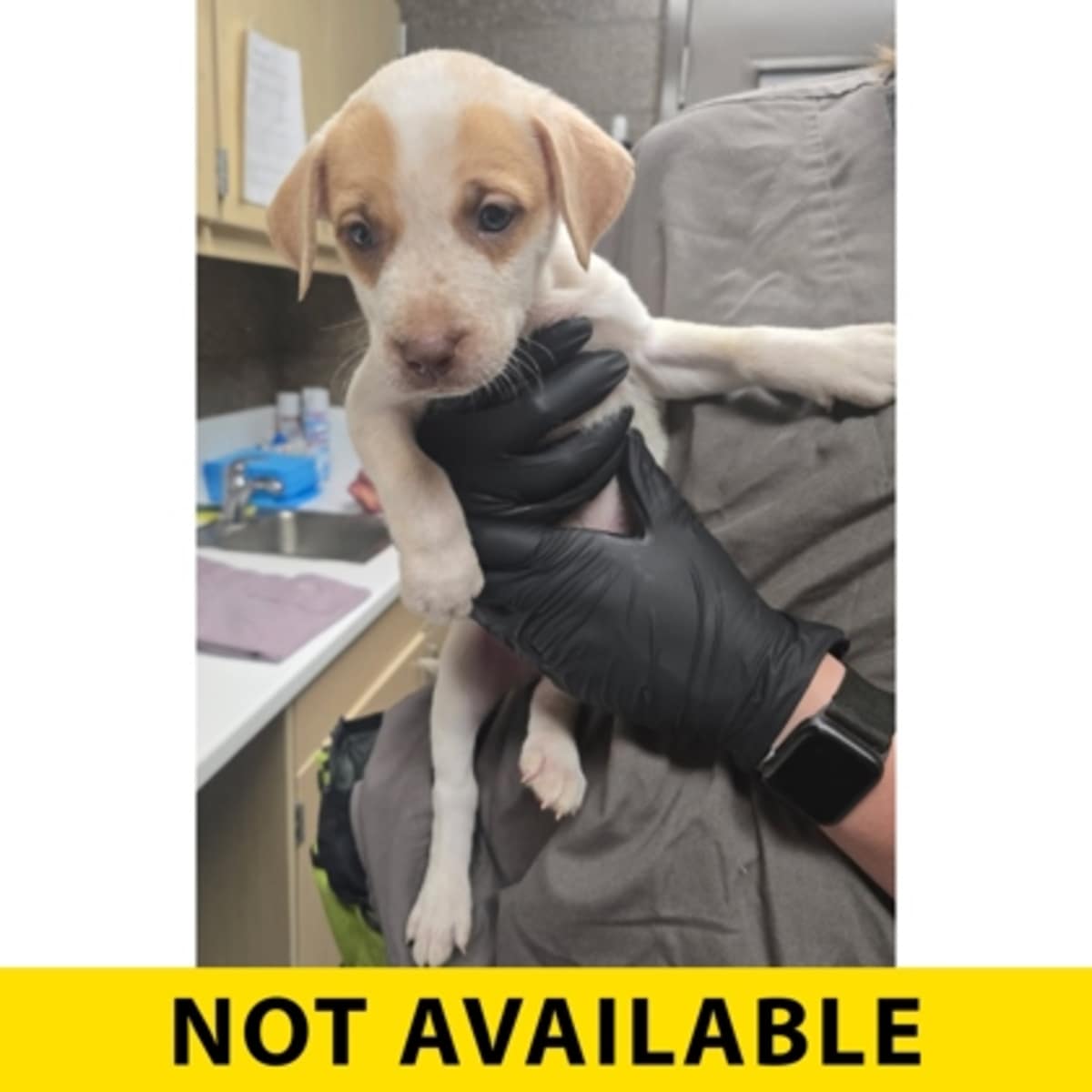 CELSIUS - Australian Cattle Dog available for adoption