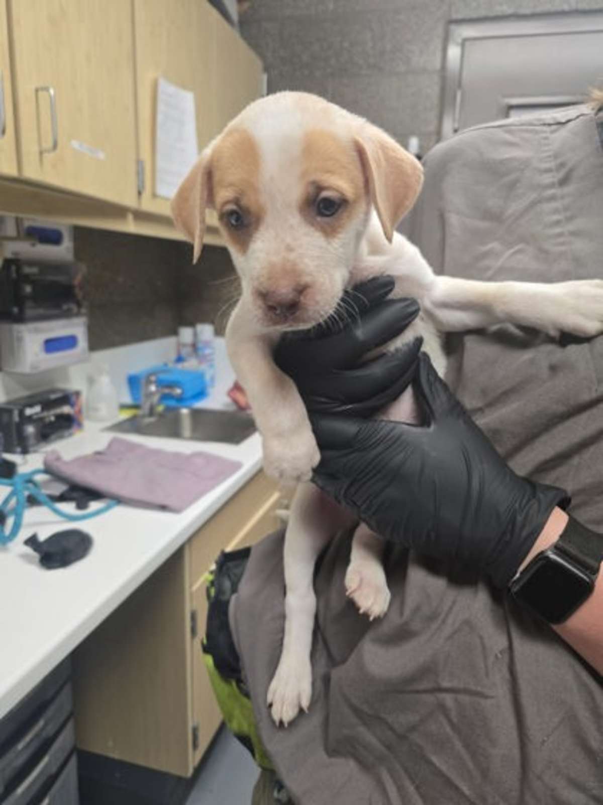 CELSIUS - Australian Cattle Dog available for adoption