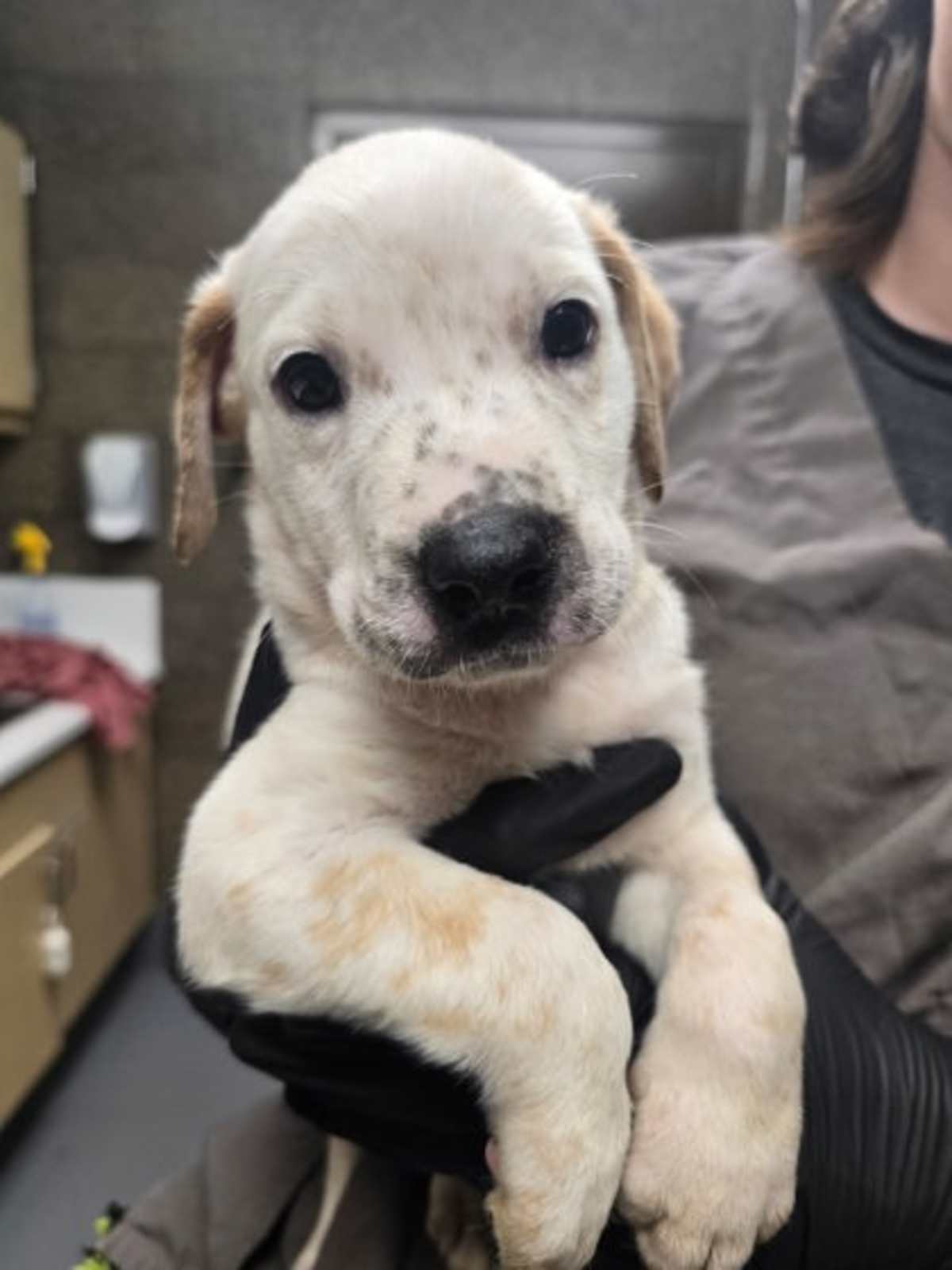 PRIME - Australian Cattle Dog available for adoption