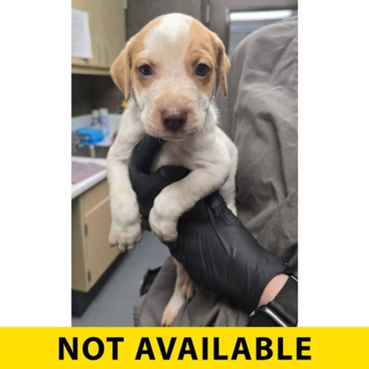 ALANI - Australian Cattle Dog available for adoption