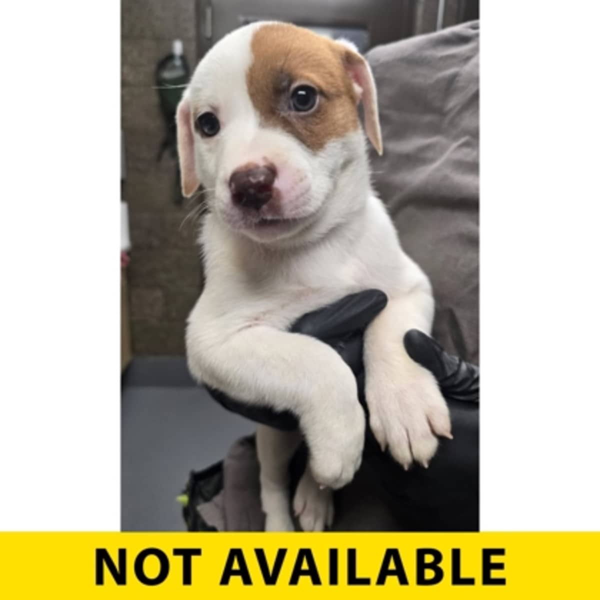 FULL THROTTLE - Australian Cattle Dog available for adoption
