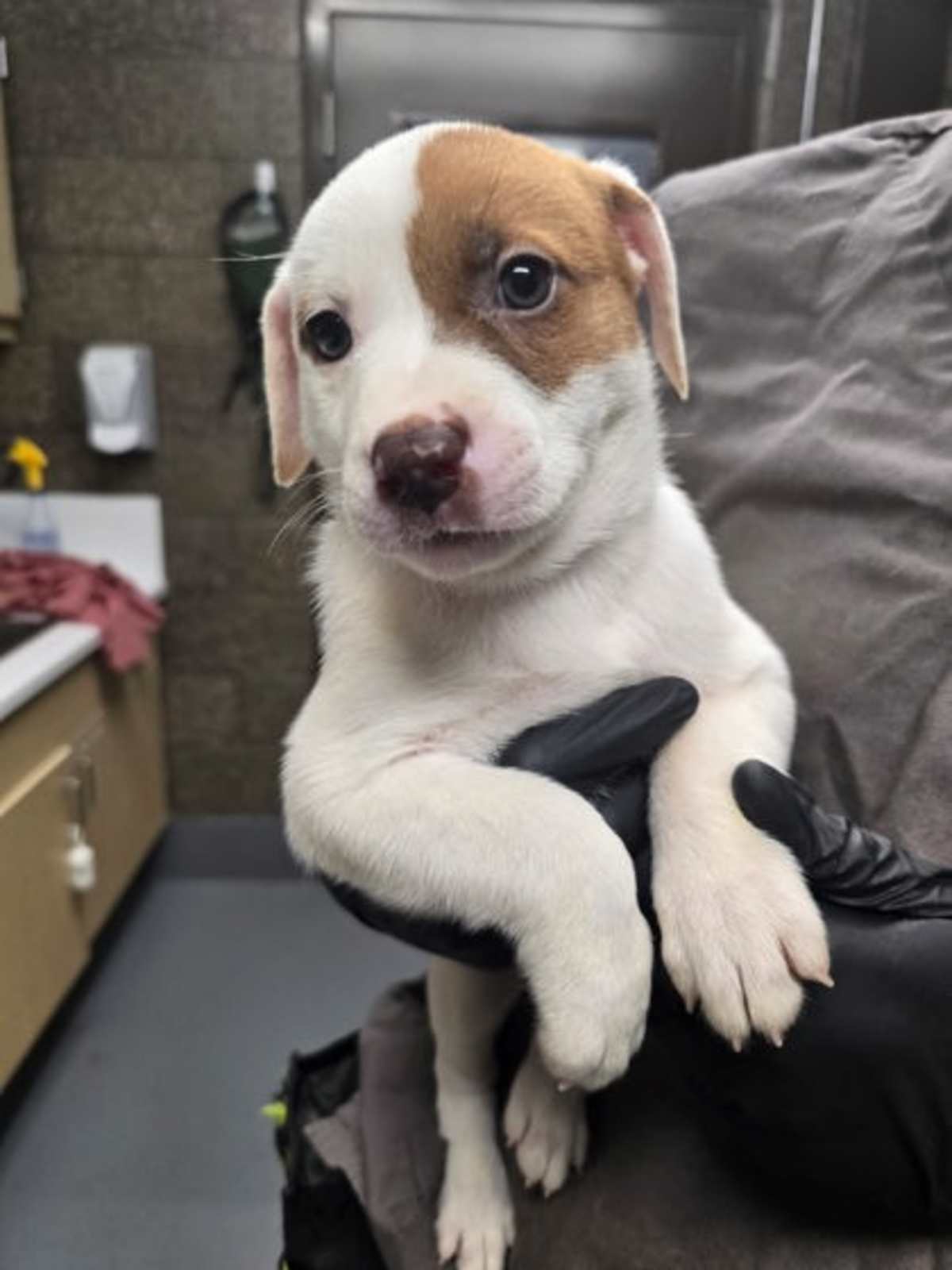 FULL THROTTLE - Australian Cattle Dog available for adoption