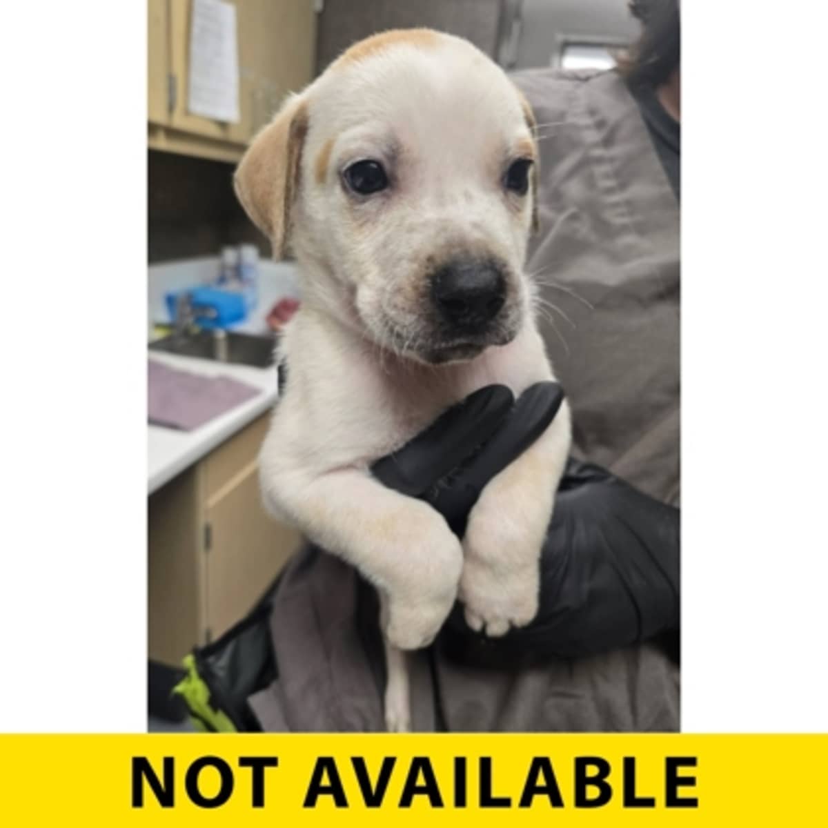 TOTAL BODY FUEL - Australian Cattle Dog available for adoption